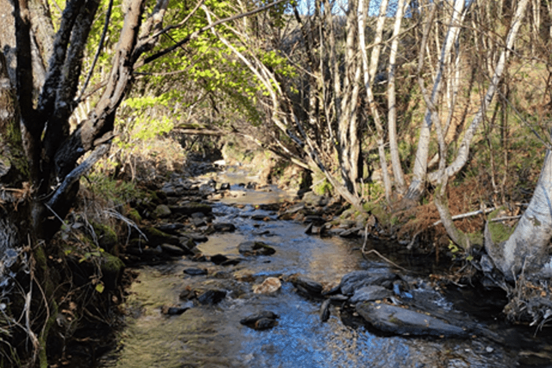 Prospección de desmán ibérico y náyade de Río en las cuencas vertientes de la D.H. del Duero de la provincia de Ourense
