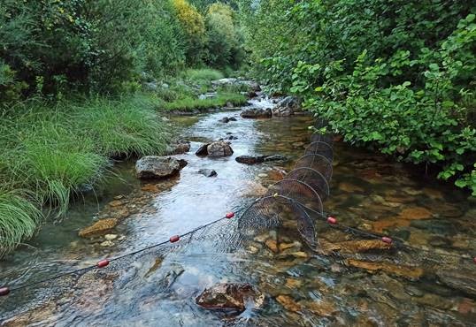 Ecología y estado de conservación del desmán ibérico en la RNF del Río Negro y afluentes (Zamora)