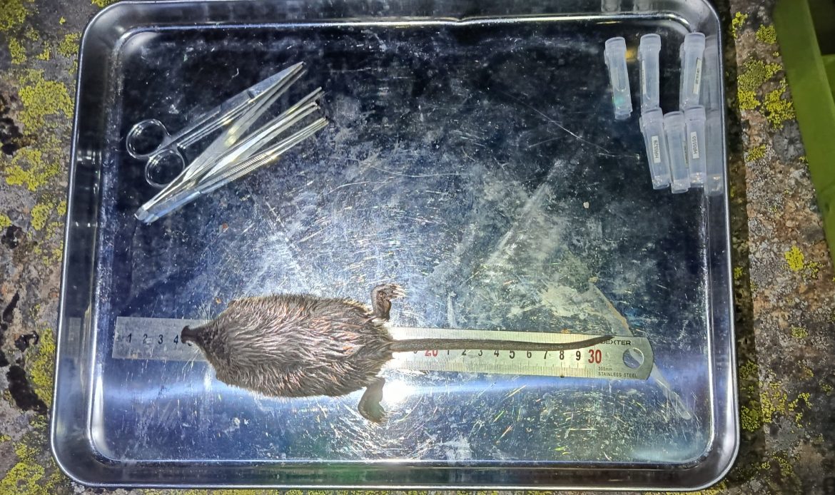 Seguimiento de las poblaciones de desmán ibérico (Galemys pyrenaicus) en el tramo alto del río Tormes y entorno del sistema de paso del embalse de Santa Lucía (Ávila)