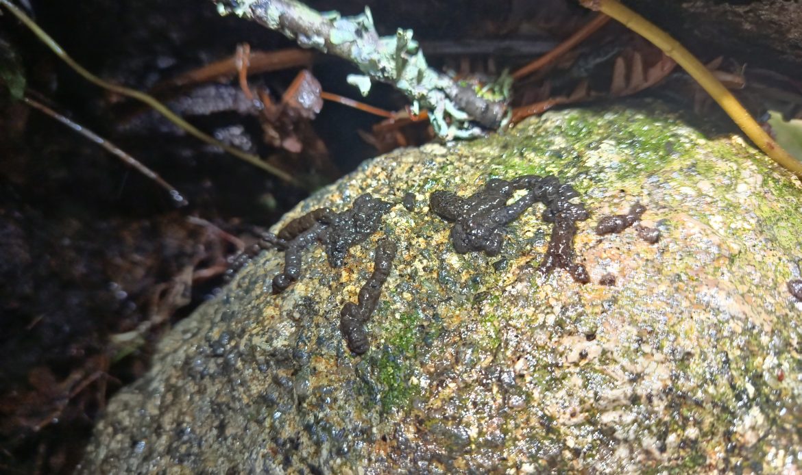 Estudio de la gestación del desmán ibérico (Galemys pyrenaicus) mediante el análisis hormonal de muestras no invasivas