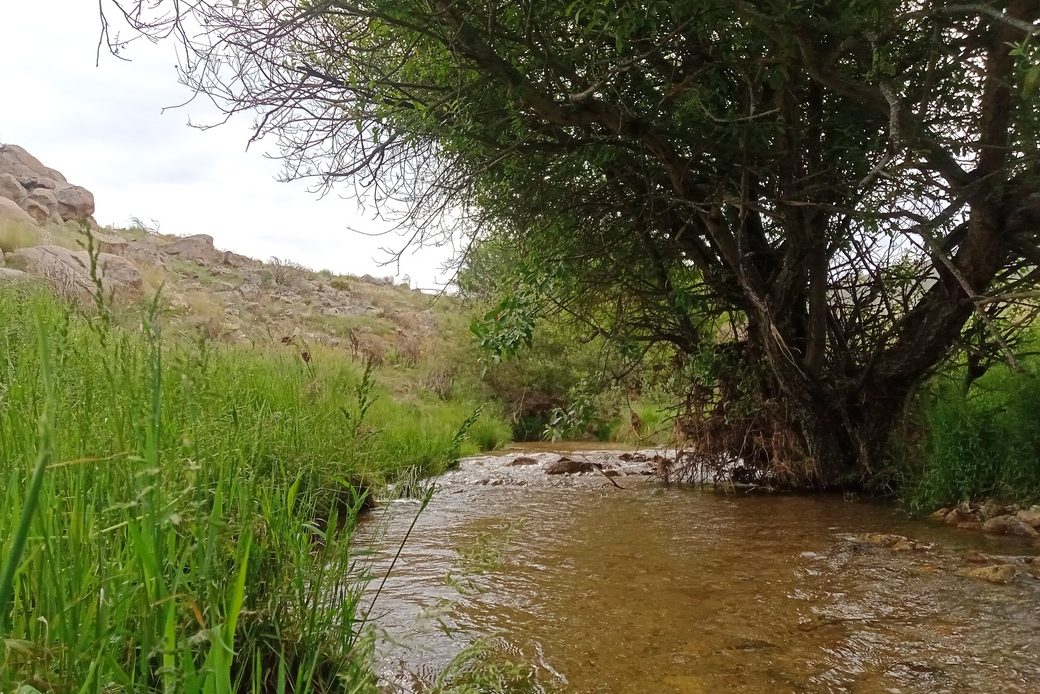 Seguimiento de las poblaciones de desmán ibérico (Galemys pyrenaicus) de la Sierra de la Paramera, vertiente Duero (Sistema Central, Ávila)