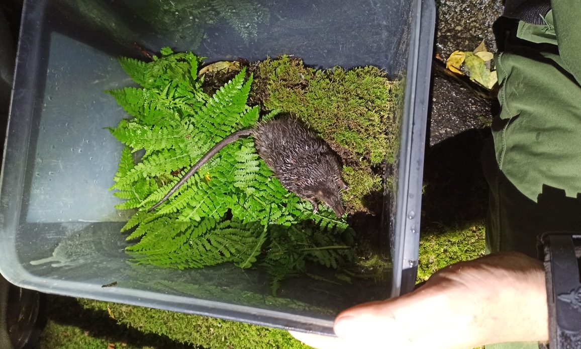 Seguimiento de las poblaciones de desmán ibérico (Galemys pyrenaicus) en el tramo alto del río Tormes y entorno del sistema de paso del embalse de Santa Lucía (Ávila)