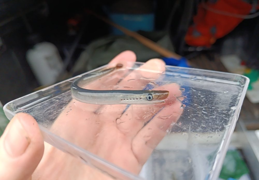 Muestreos cuantitativos de lampea marina (Petromyzon marinus) y lamprea de arroyo (Lampetra planeri) en las cuencas del río Eo, Nalón, Sella y Deva (Principado de Asturias)