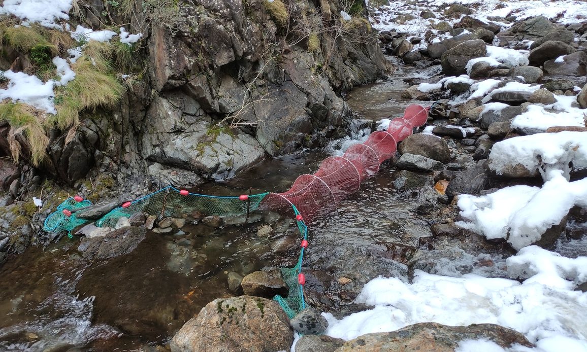 Rescate, traslocación y radioseguimiento de ejemplares de desmán ibérico (Galemys pyrenaicus) en el Principado de Andorra