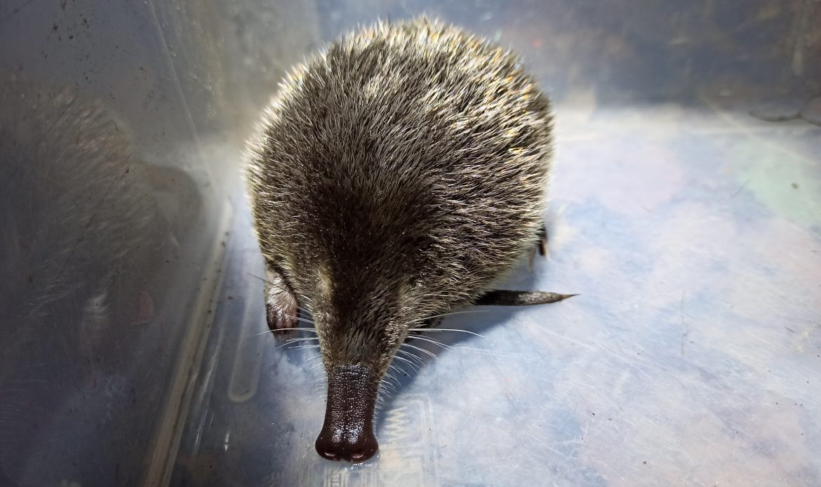 Seguimiento de las poblaciones de desmán ibérico (Galemys pyrenaicus) de la Sierra de la Paramera, vertiente Duero (Sistema Central, Ávila)
