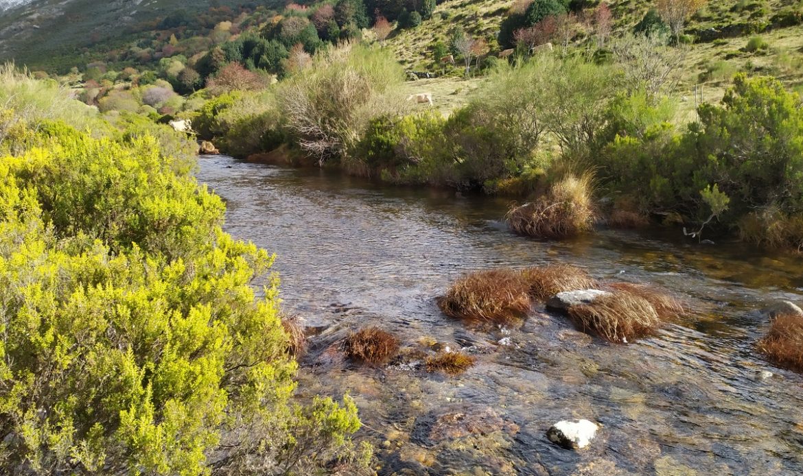 Estudio sobre la distribución y abundancia de desmán ibérico (Galemys pyrenaicus) en la zona afectada por el incendio forestal de Porto (Zamora)