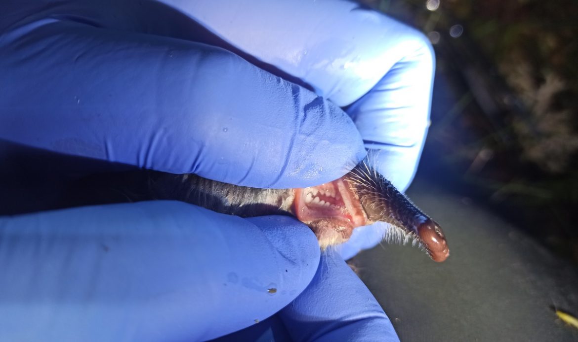 Evaluación del estado de las poblaciones de desmán ibérico (Galemys pyrenaicus) del área centro-oriental del Principado de Asturias.