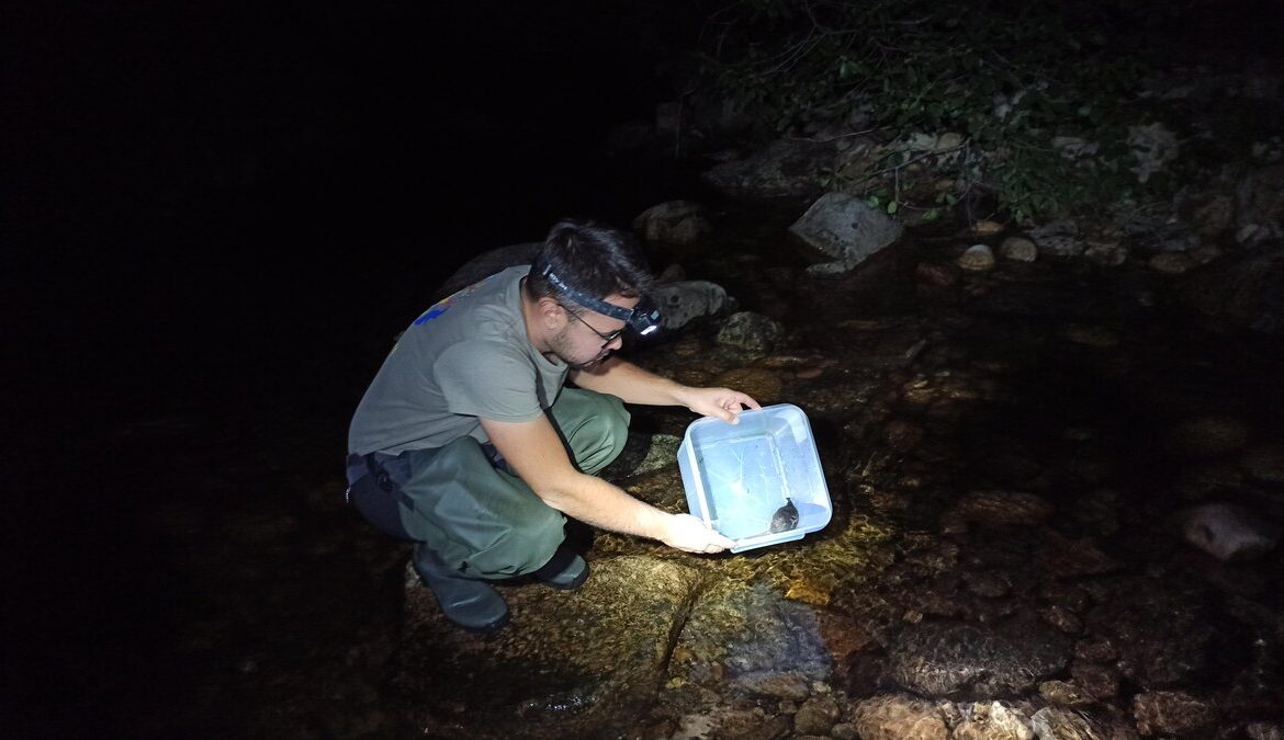 Evaluación del estado de las poblaciones de desmán ibérico (Galemys pyrenaicus) del área centro-oriental del Principado de Asturias.
