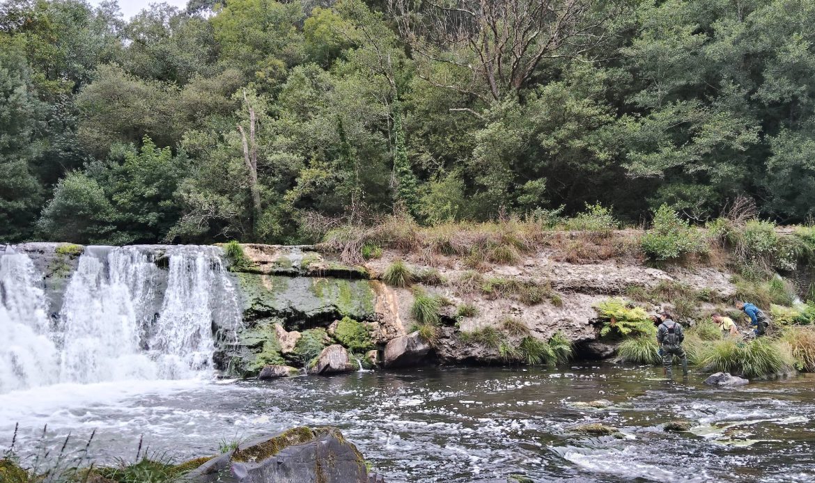 Prospección de lamprea marina (Petromyzon marinus) y mejillón de río (Margaritifera margaritifera) en el río Eo en el entorno de la presa de Pé de Viña (Lugo / Principado de Asturias)