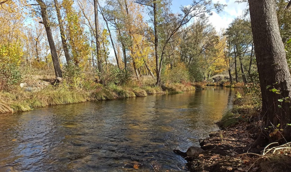 Estudio de la presencia de poblaciones de náyades en zonas de Alto Valor Ecológico  del rio Alberche (Ávila), en la Demarcación Hidrográfica del Tajo