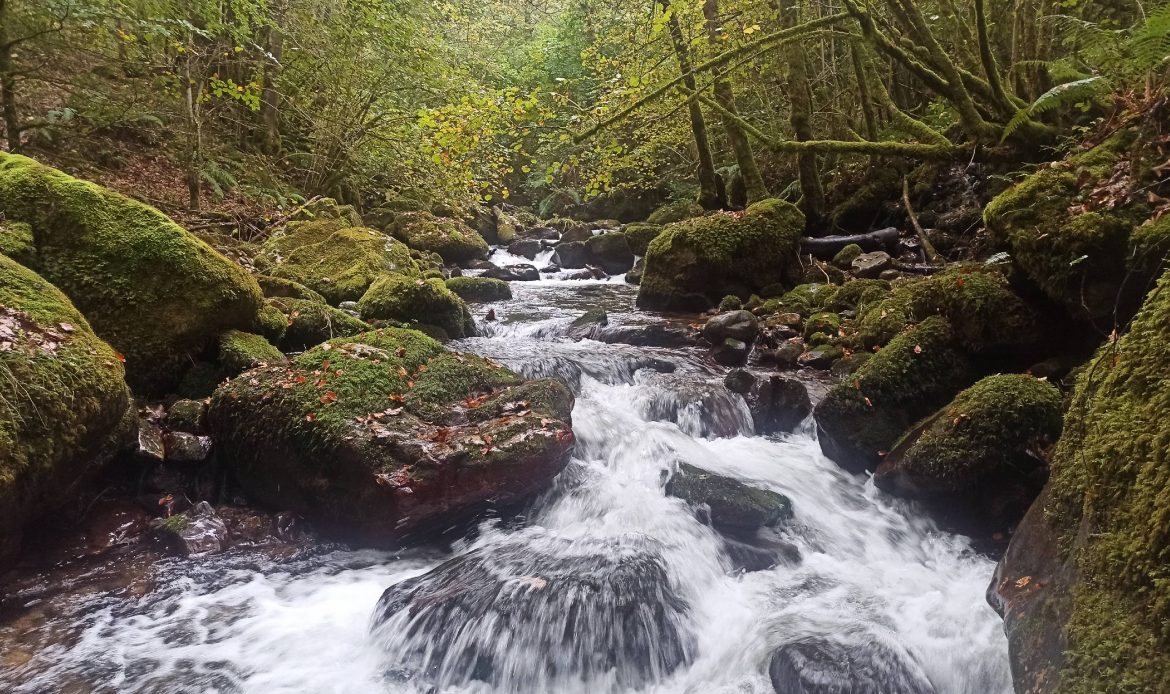 Estudio de la distribución del desmán ibérico (Galemys pyrenaicus) en el suroccidente del Principado de Asturias